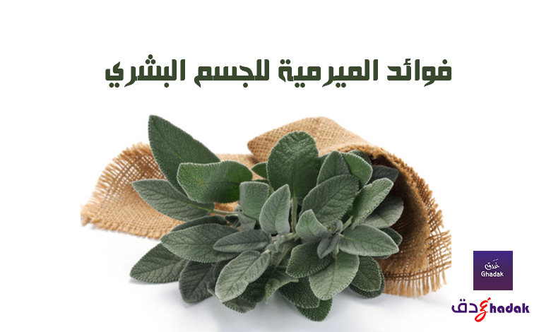 فوائد الميرمية للجسم البشري