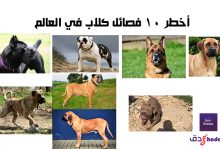 أخطر 10 فصائل كلاب في العالم 89 أخطر 10 فصائل كلاب في العالم