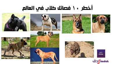 أخطر 10 فصائل كلاب في العالم 37 أخطر 10 فصائل كلاب في العالم