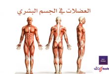 العضلات في الجسم البشري