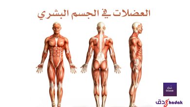 العضلات في الجسم البشري 34 العضلات في الجسم البشري