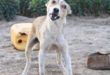 داء الكلب أعراض الإصابة والوقاية والعلاج