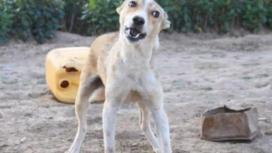 داء الكلب أعراض الإصابة والوقاية والعلاج