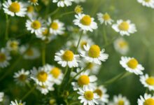 البابونج الإقحوان - Chamomile الكاميليا