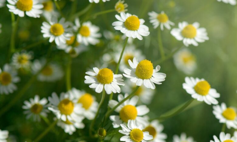 البابونج الإقحوان - Chamomile الكاميليا 1 البابونج الإقحوان - Chamomile الكاميليا